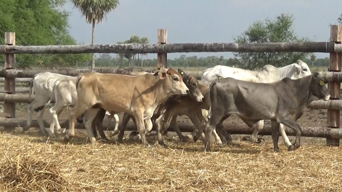 Feria Especial Regional Central Chaco ─ lote 02.1