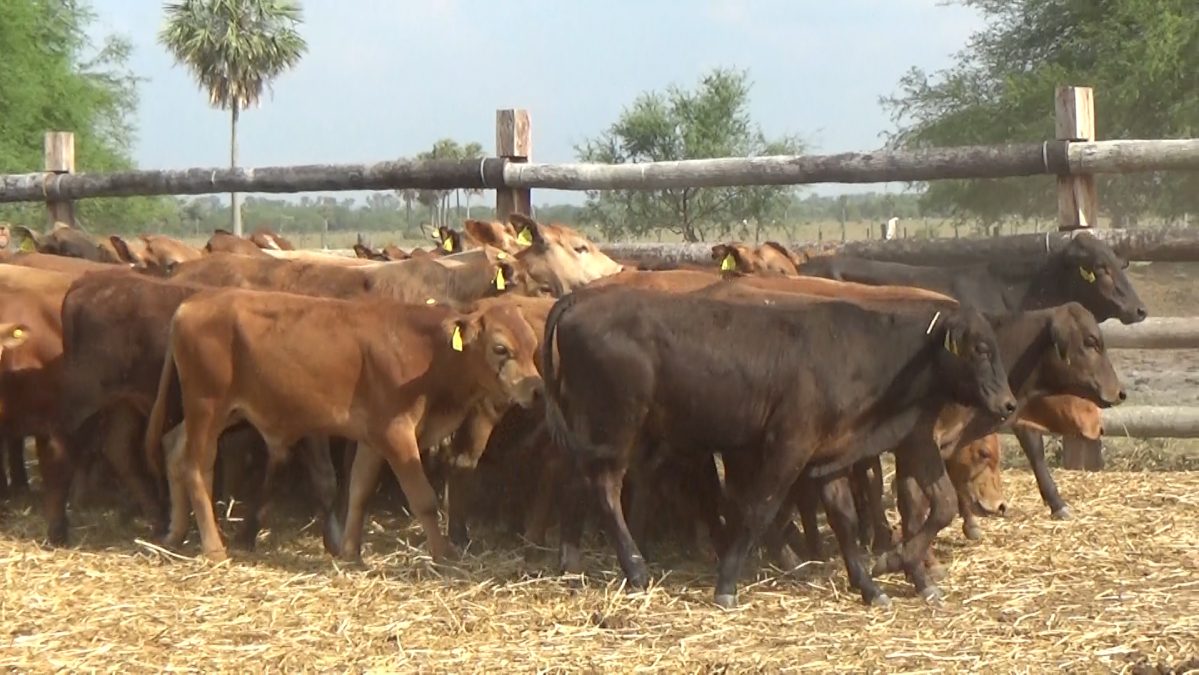 Feria Especial Regional Central Chaco ─ lote Lote 2 – N° insp. 5829