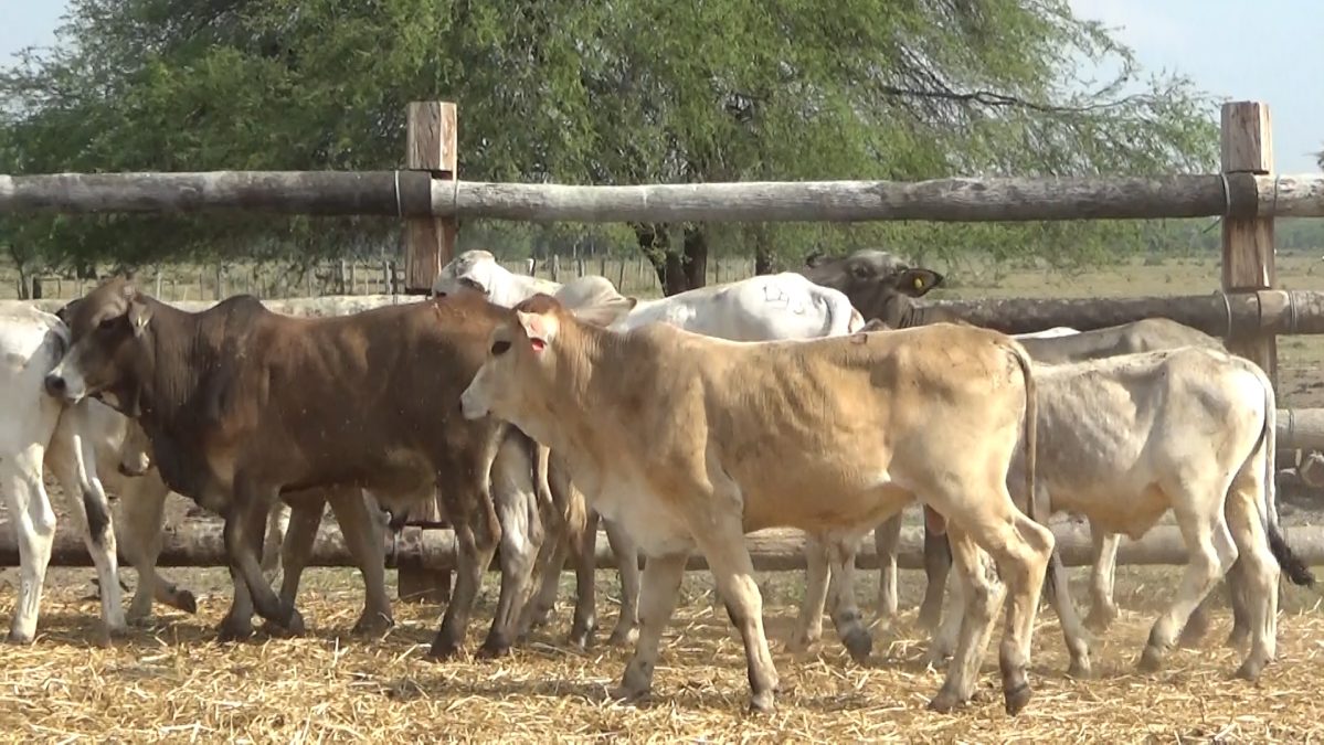 Feria Especial Regional Central Chaco ─ lote 02.3