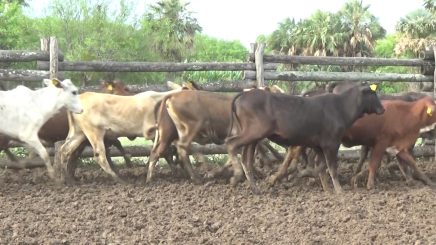Lote 2 – N° insp. 5824
