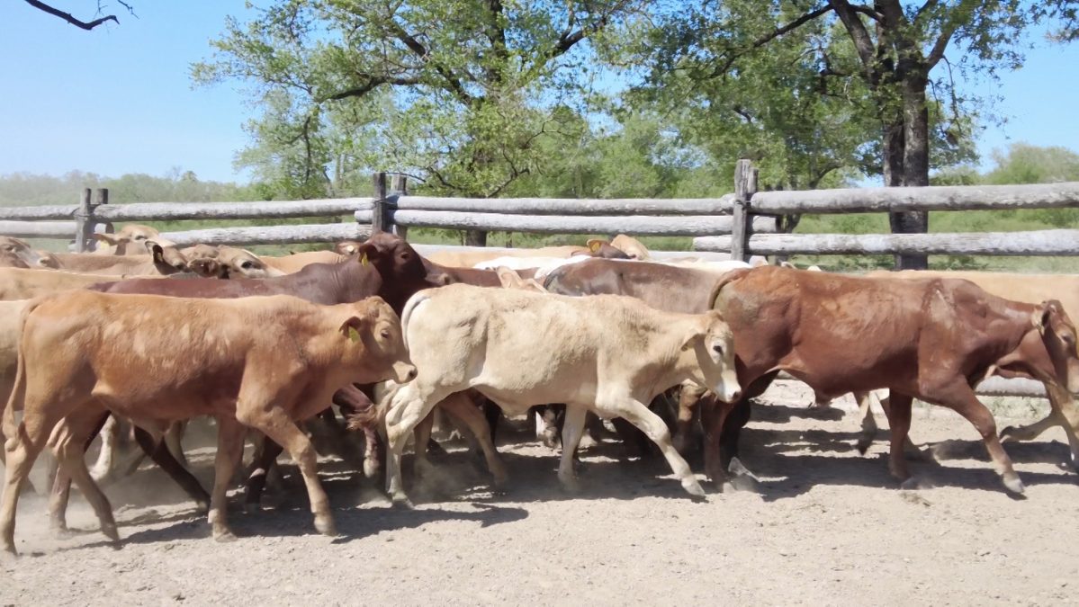 Feria Especial Regional Central Chaco ─ lote 03.1