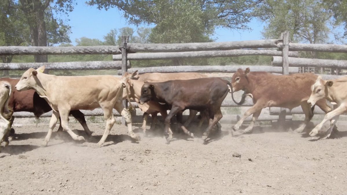 Feria Especial Regional Central Chaco ─ lote 03.2