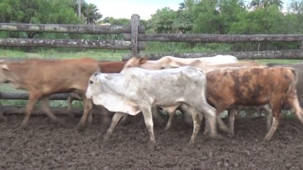 Lote 3 – N° insp. 5825