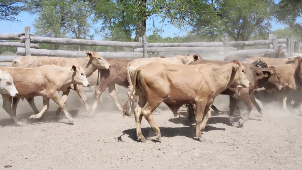 Feria Especial Regional Central Chaco ─ lote 03.3