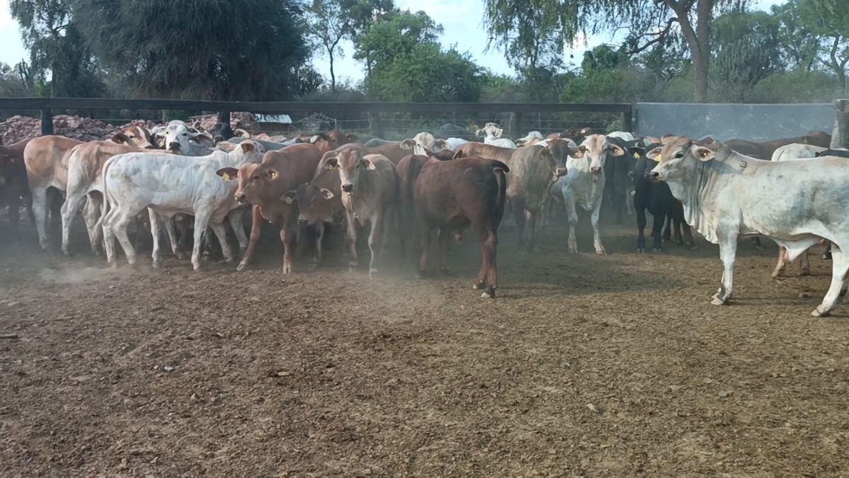 Feria Especial Regional Central Chaco ─ lote 04.1