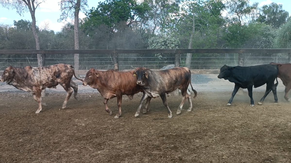 Feria Especial Regional Central Chaco ─ lote 04.2