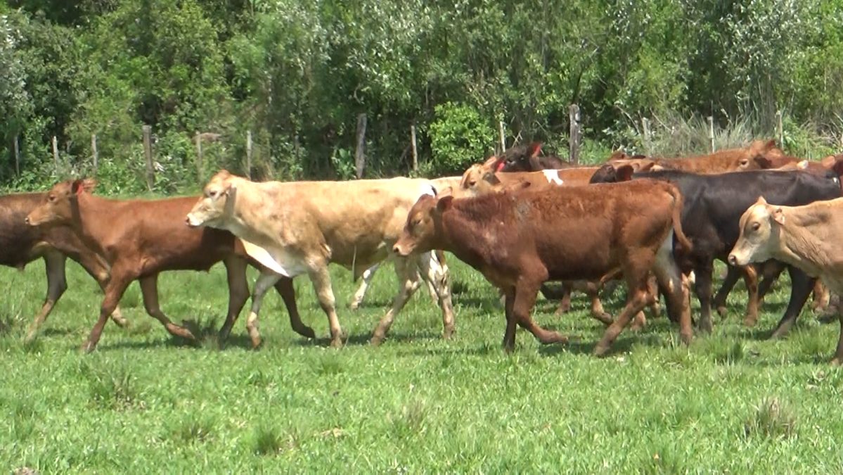Feria de Invernada por Pantalla Televisada ─ lote 04.2