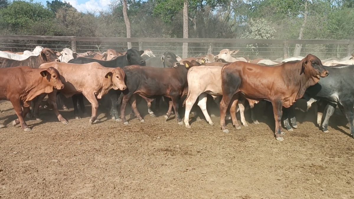 Feria Especial Regional Central Chaco ─ lote Lote 4 – N° insp. 5249