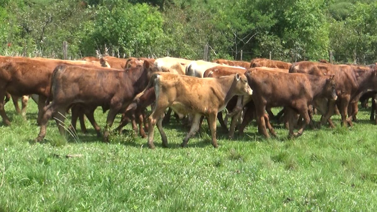 Feria de Invernada por Pantalla Televisada ─ lote Lote 4 – N° insp. 5912
