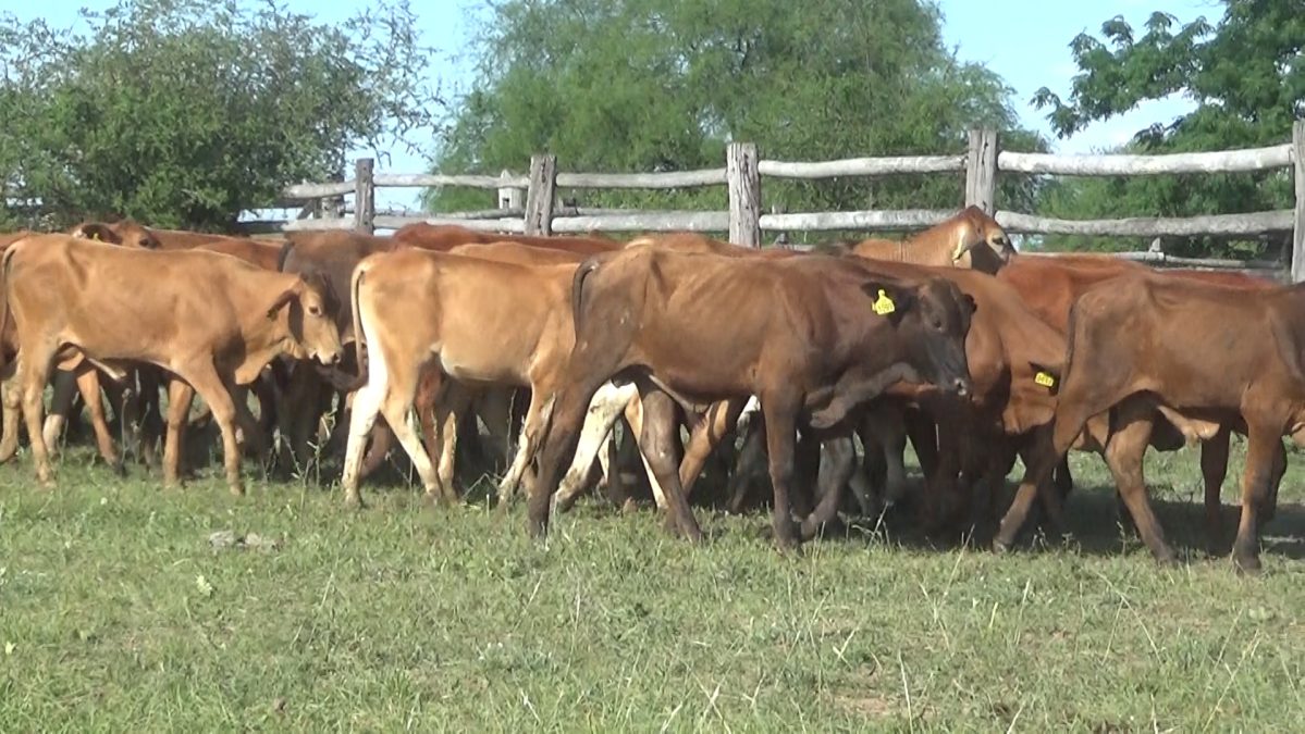 Feria de Invernada por Pantalla Televisada ─ lote Lote 5 – N° insp. 5910