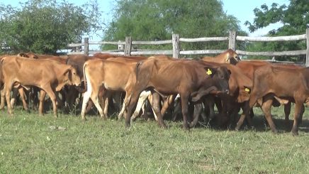 Lote 5 – N° insp. 5910