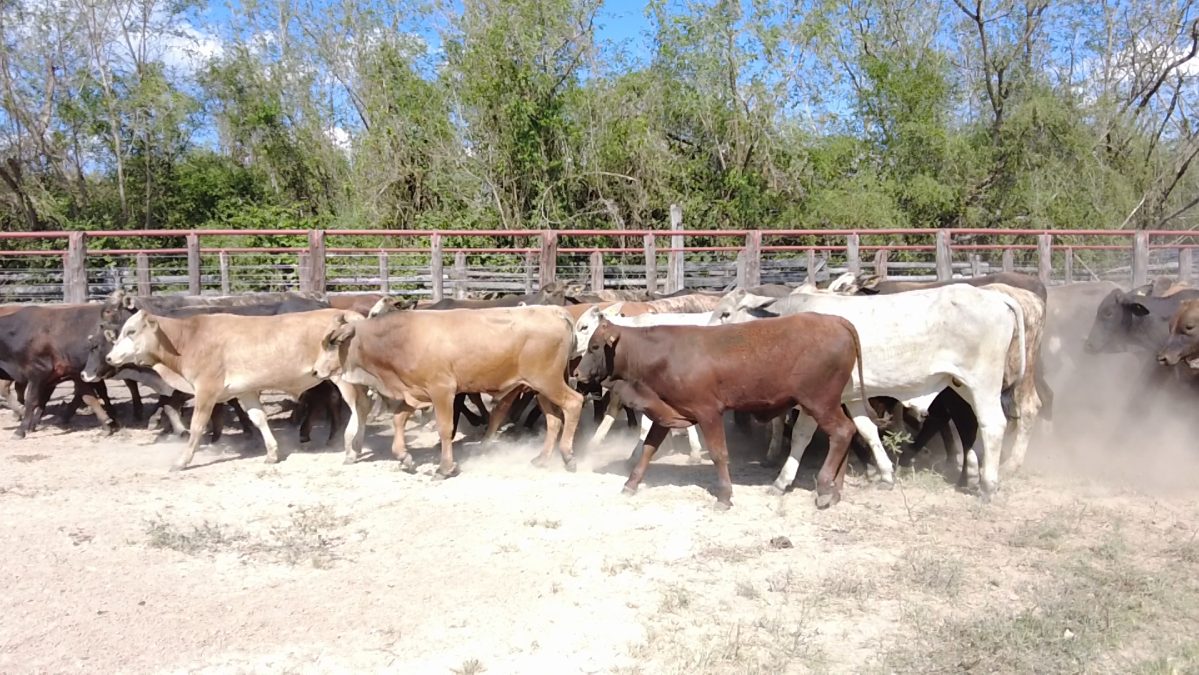 Feria Especial Regional Central Chaco ─ lote 06.1