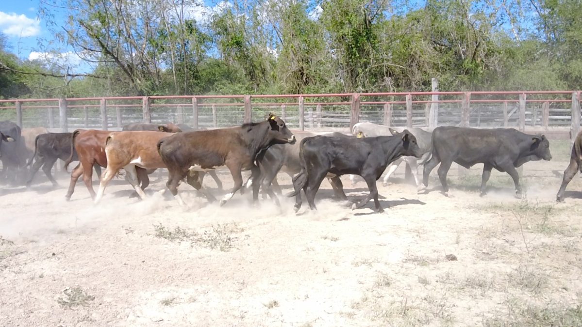 Feria Especial Regional Central Chaco ─ lote 06.2
