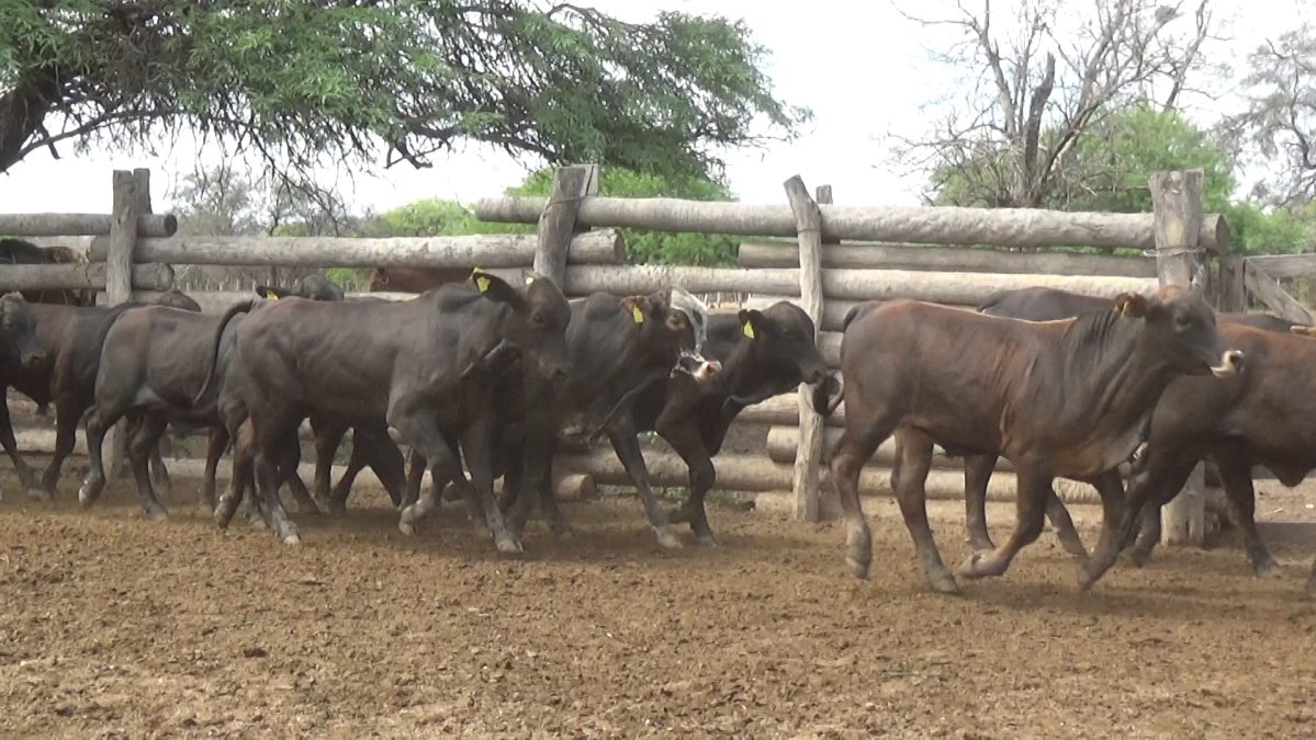 Feria de Invernada por Pantalla Televisada ─ lote 06.2