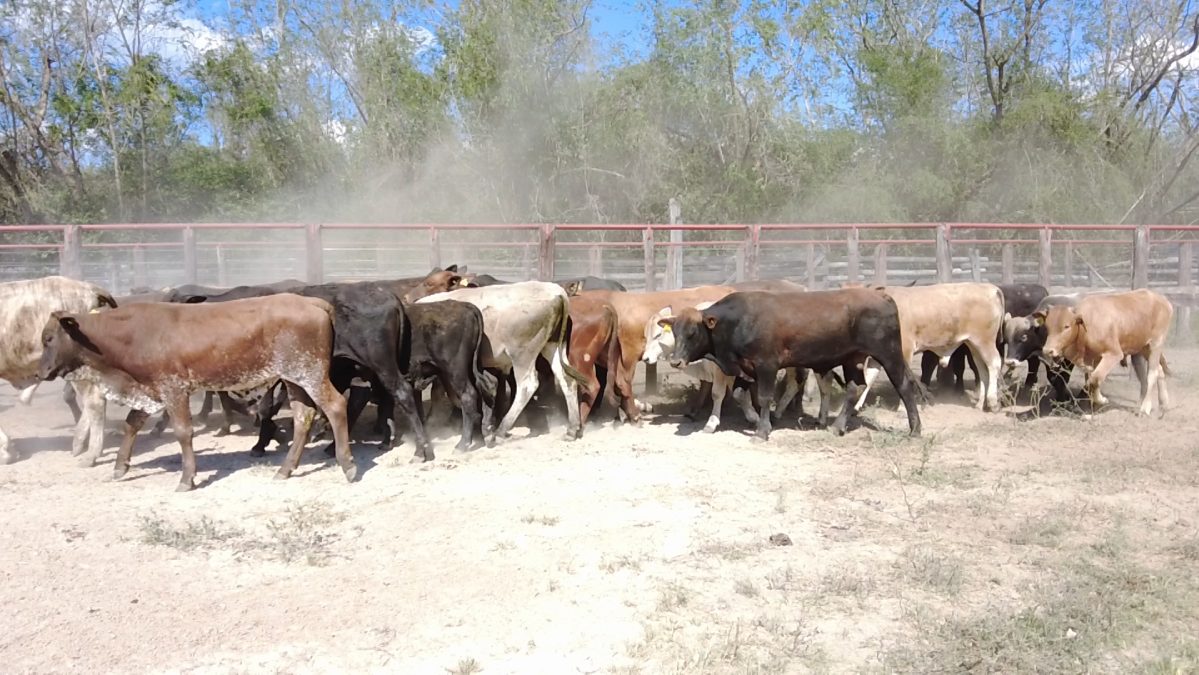 Feria Especial Regional Central Chaco ─ lote Lote 6 – N° insp. 6002