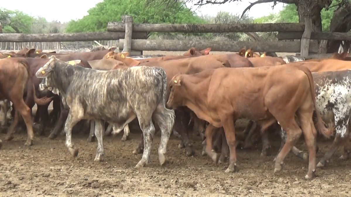 Feria de Invernada por Pantalla Televisada ─ lote Lote 6 – N° insp. 5826