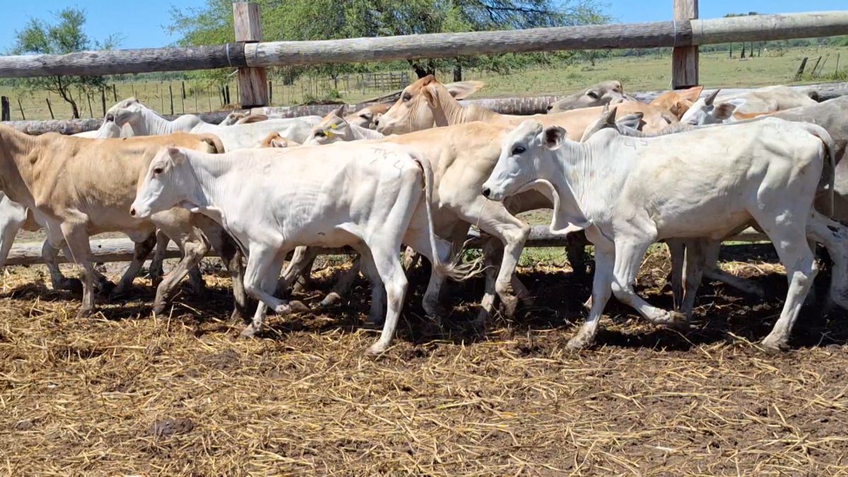 Feria Especial Regional Central Chaco ─ lote 07.1