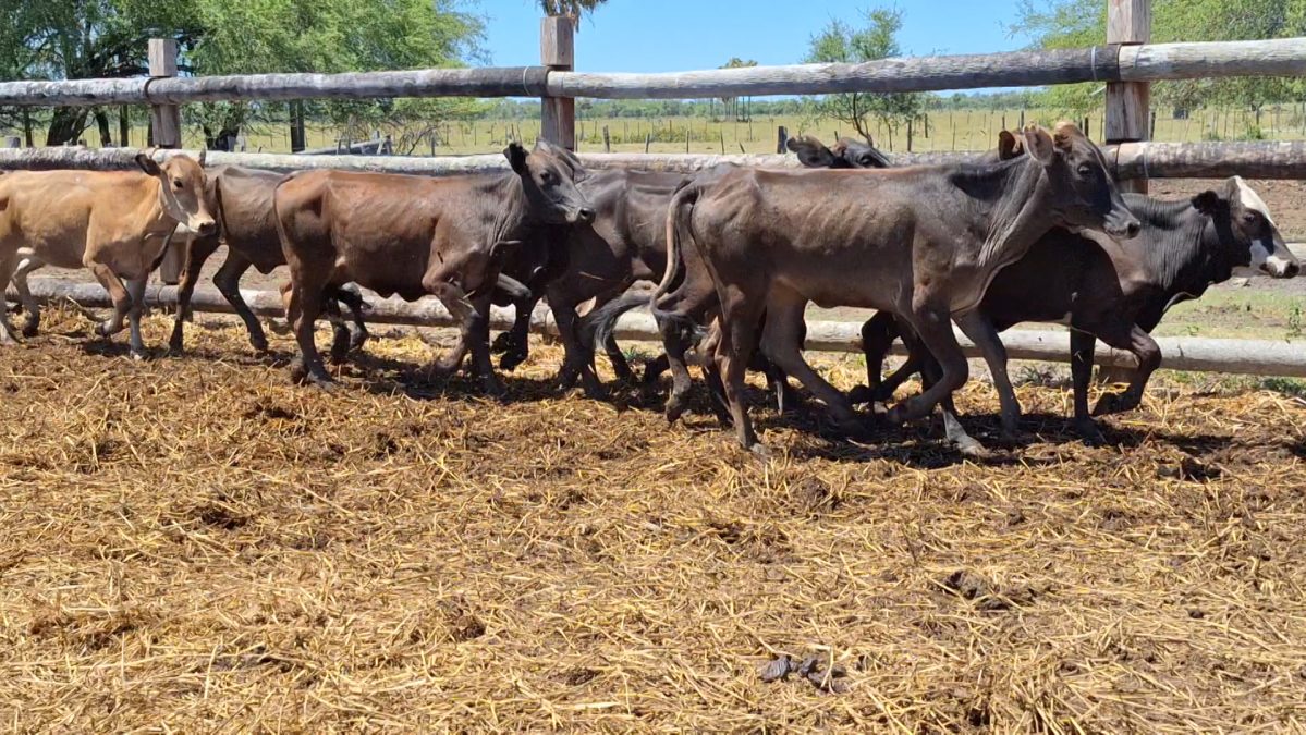 Feria Especial Regional Central Chaco ─ lote Lote 7 – N° insp. 6003