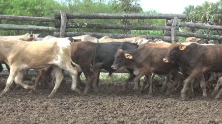 Lote 7 – N° insp. 5823
