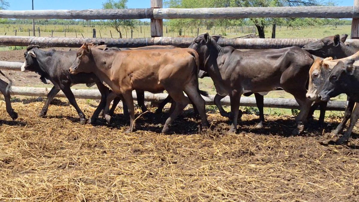 Feria Especial Regional Central Chaco ─ lote 07.3