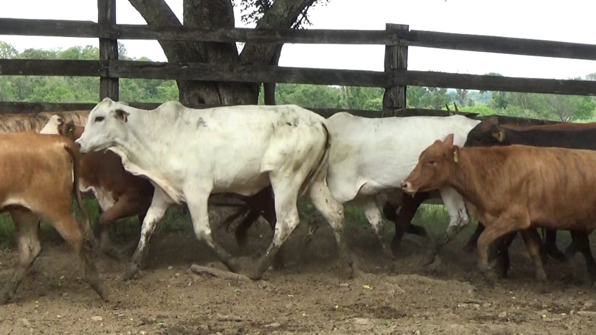 Feria Especial Regional Central Chaco ─ lote 08.1