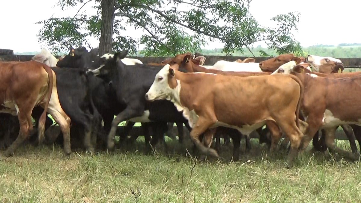 Feria Especial Regional Central Chaco ─ lote 08.2