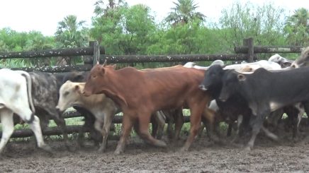 Lote 8 – N° insp. 5822