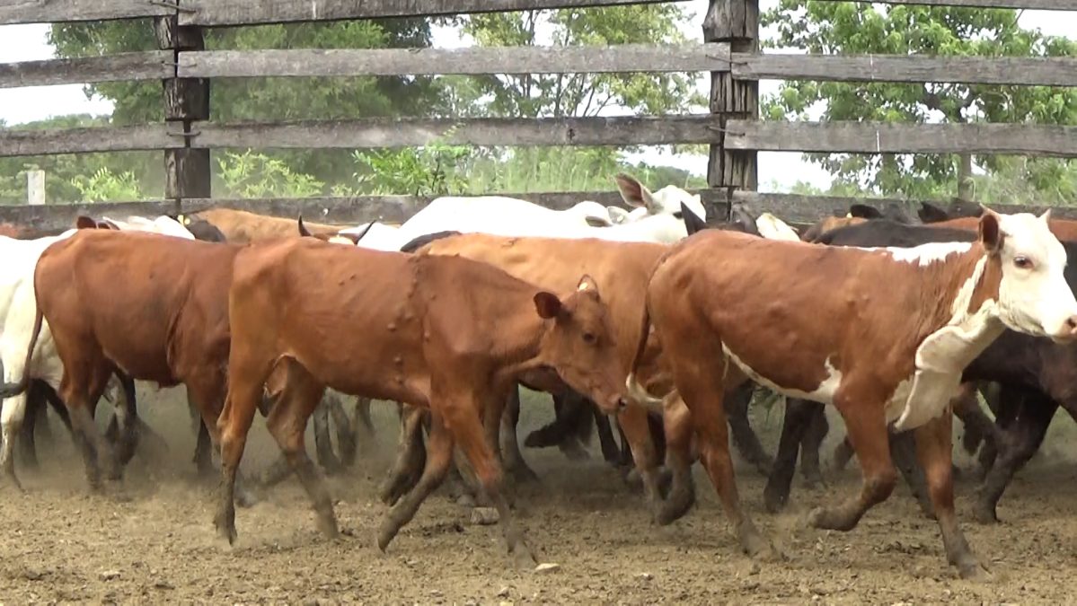 Feria Especial Regional Central Chaco ─ lote Lote 8 – N° insp. 5960