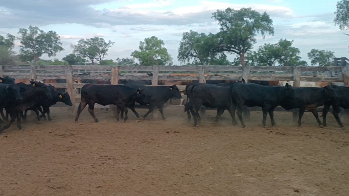 Feria Especial Regional Central Chaco ─ lote 09.1