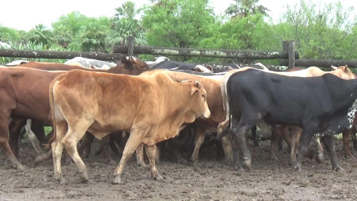 Feria de Invernada por Pantalla Televisada ─ lote Lote 9 – N° insp. 5821