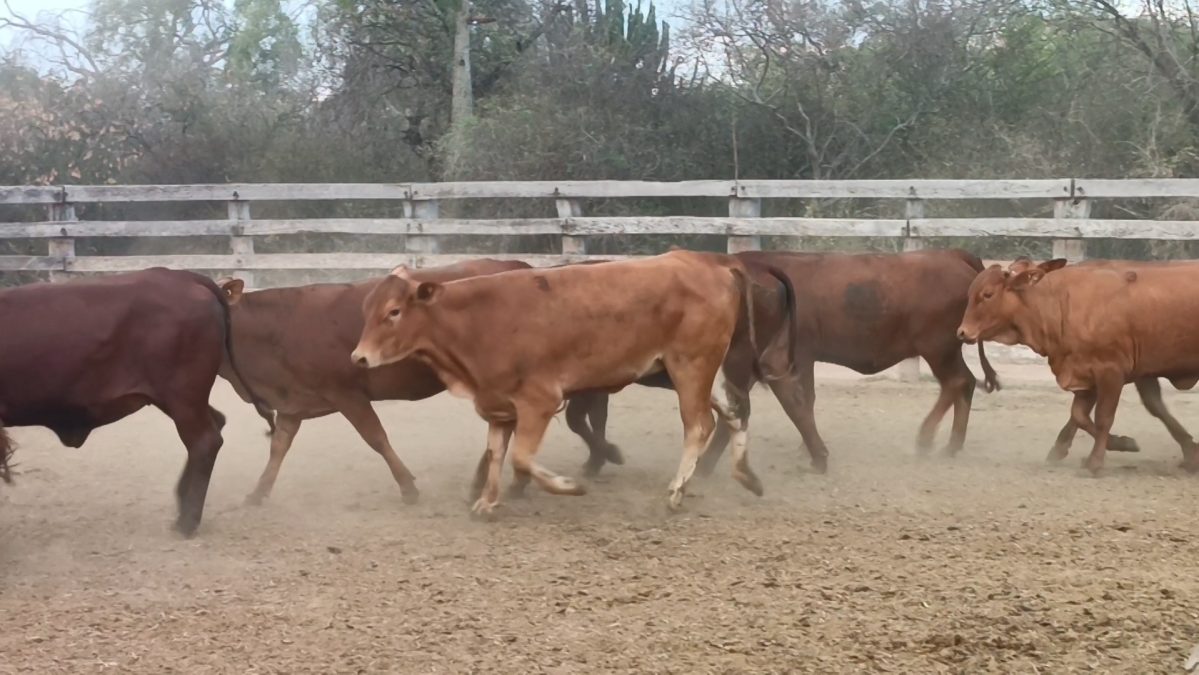 Feria Especial Regional Central Chaco ─ lote 09.2