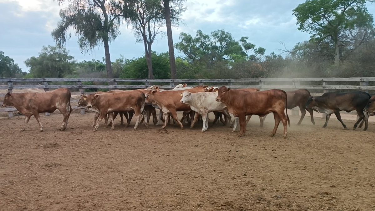Feria Especial Regional Central Chaco ─ lote Lote 9 – N° insp. 5248