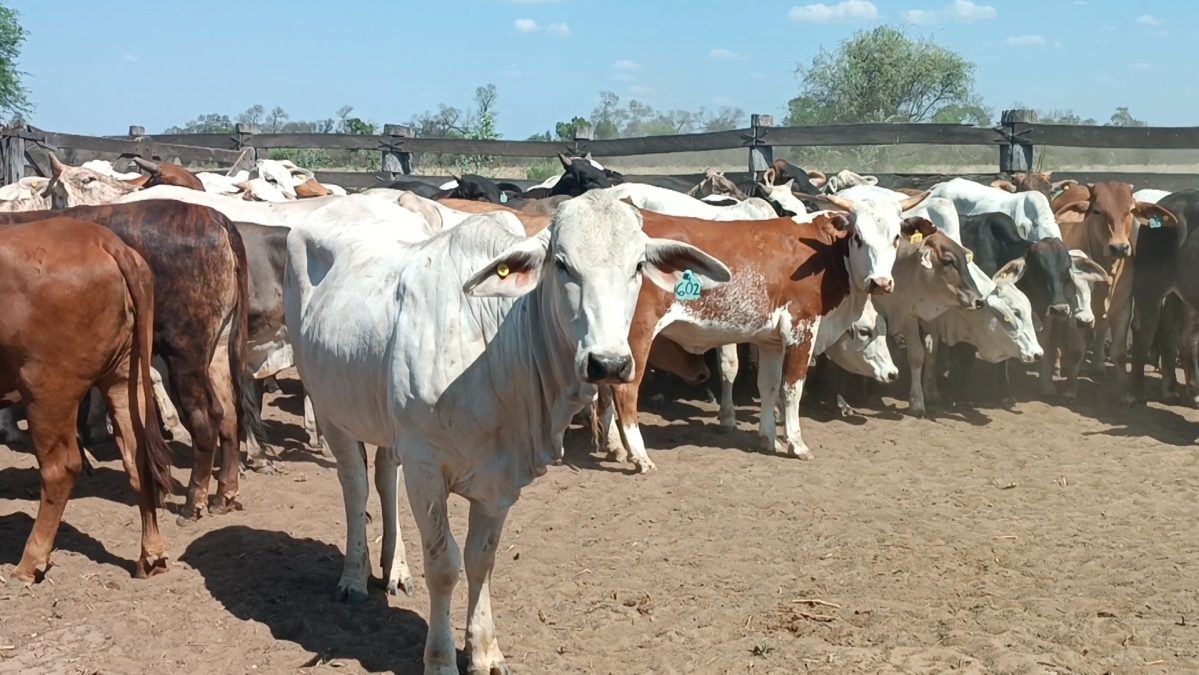 Feria Especial Regional Central Chaco ─ lote Lote 10 – N° insp. 5250