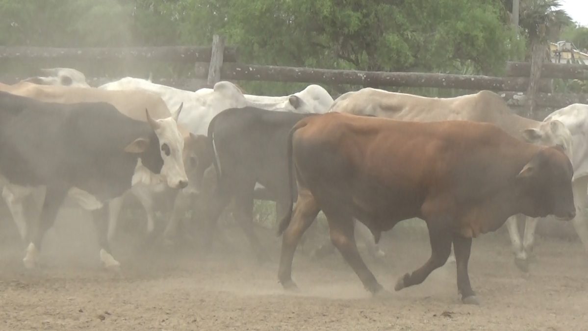 Feria de Invernada por Pantalla Televisada ─ lote 10.1