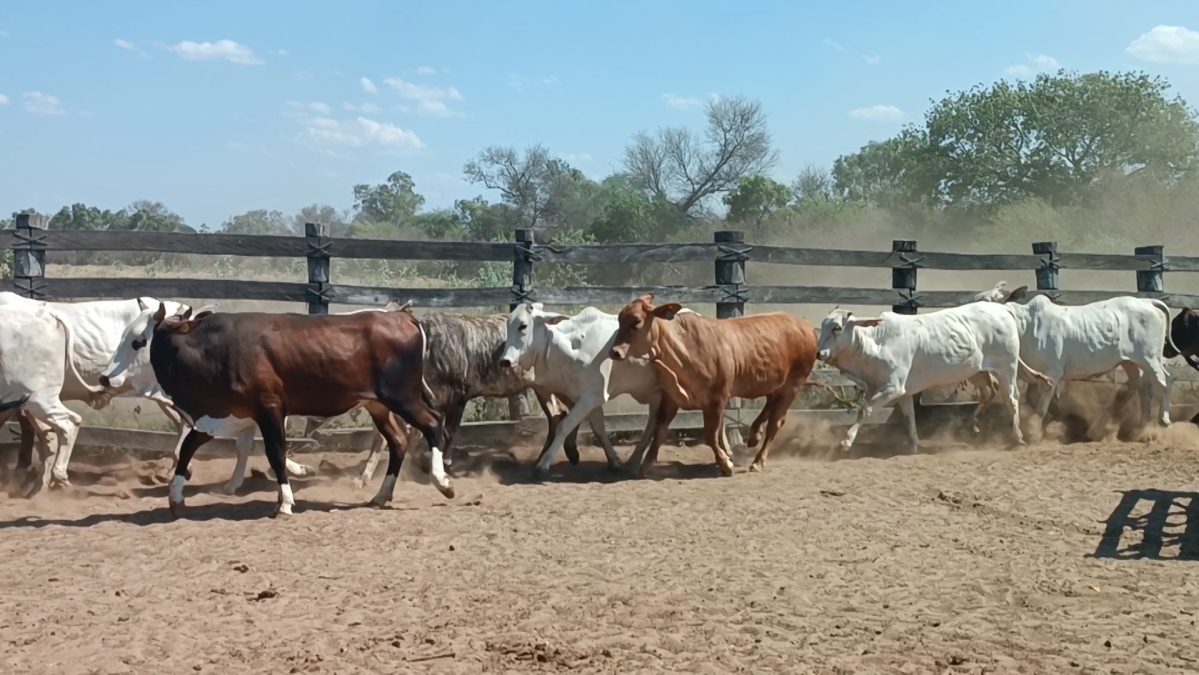 Feria Especial Regional Central Chaco ─ lote 10.2