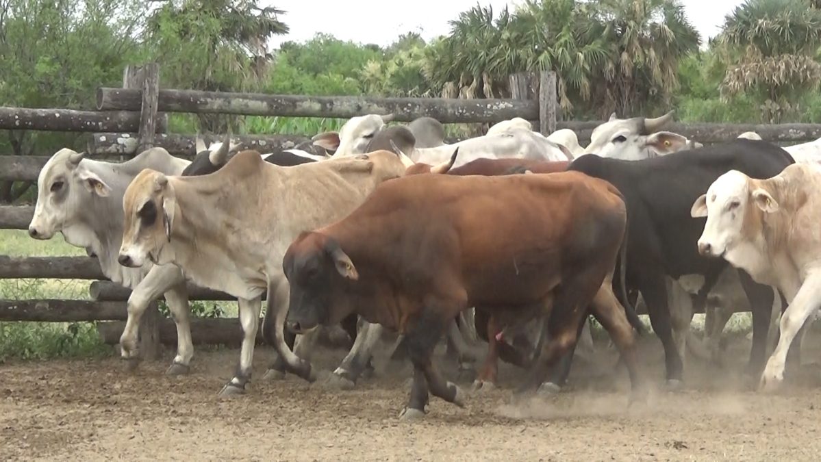 Feria de Invernada por Pantalla Televisada ─ lote Lote 10 – N° insp. 5820