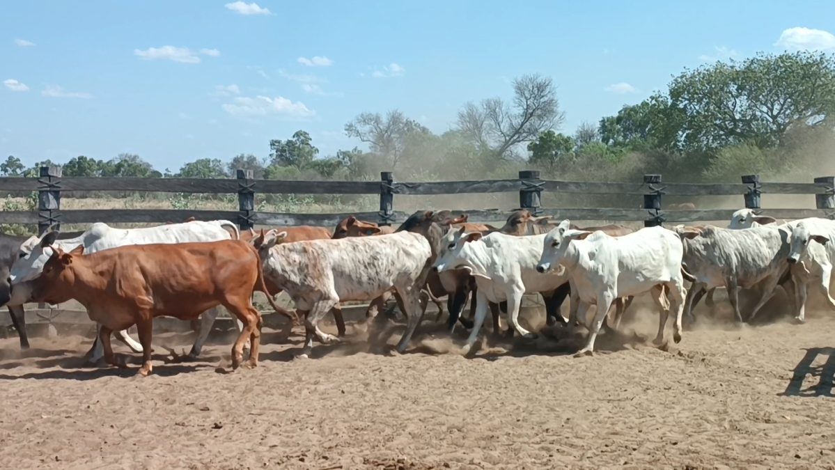 Feria Especial Regional Central Chaco ─ lote 10.3