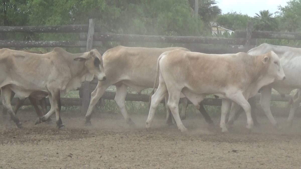 Feria de Invernada por Pantalla Televisada ─ lote 10.3