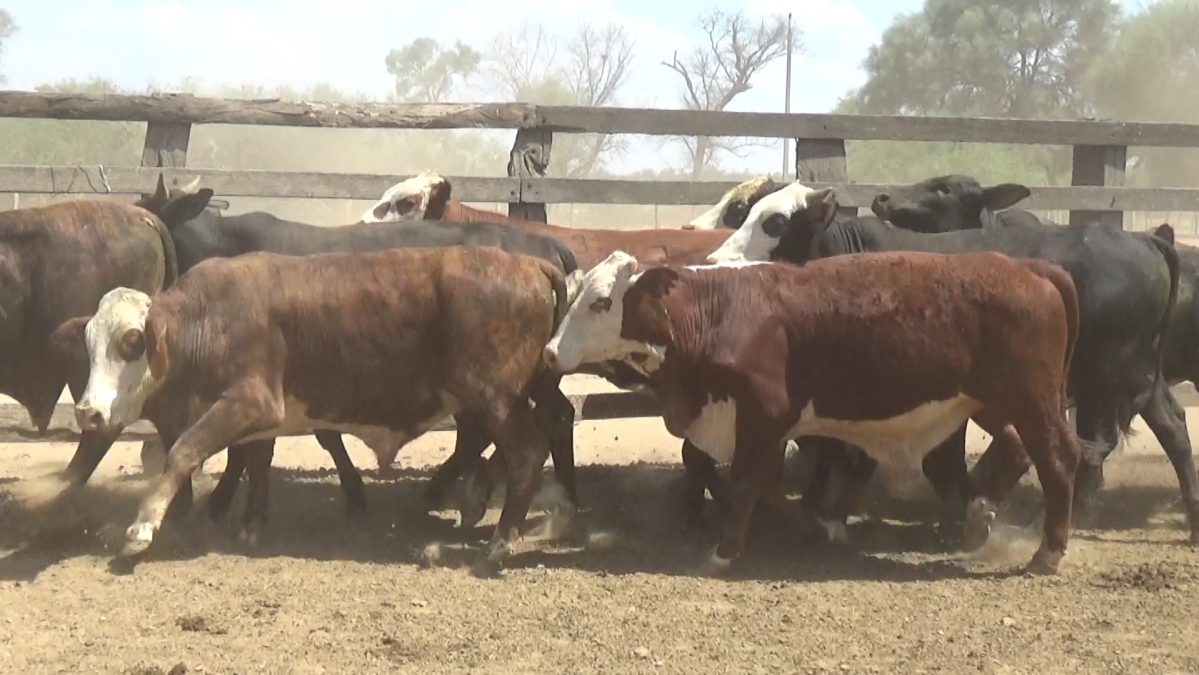 Feria Especial Regional Central Chaco ─ lote 11.1