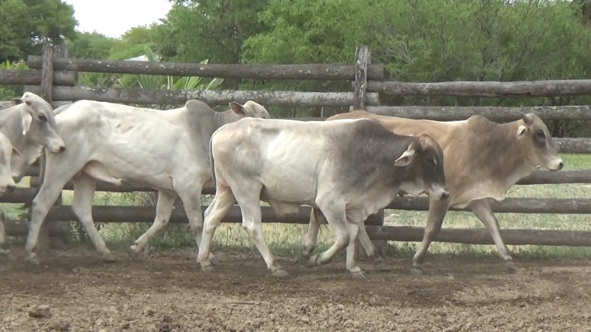 Feria de Invernada por Pantalla Televisada ─ lote 11.1