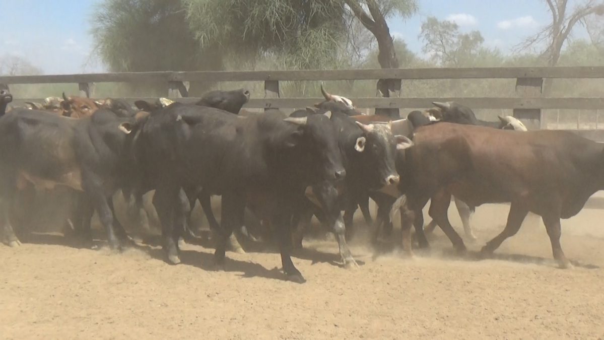 Feria Especial Regional Central Chaco ─ lote 11.2