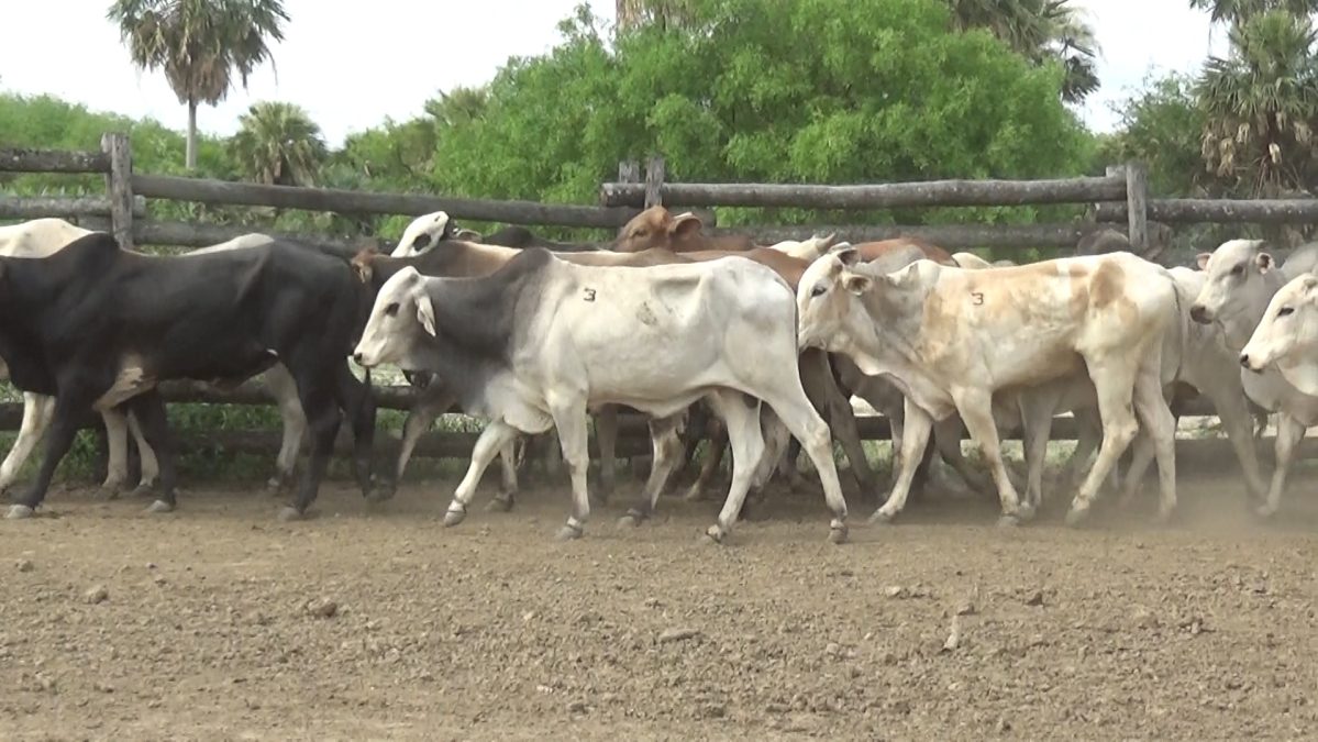 Feria de Invernada por Pantalla Televisada ─ lote Lote 11 – N° insp. 5819