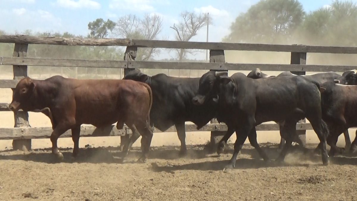 Feria Especial Regional Central Chaco ─ lote Lote 11 – N° insp. 5831