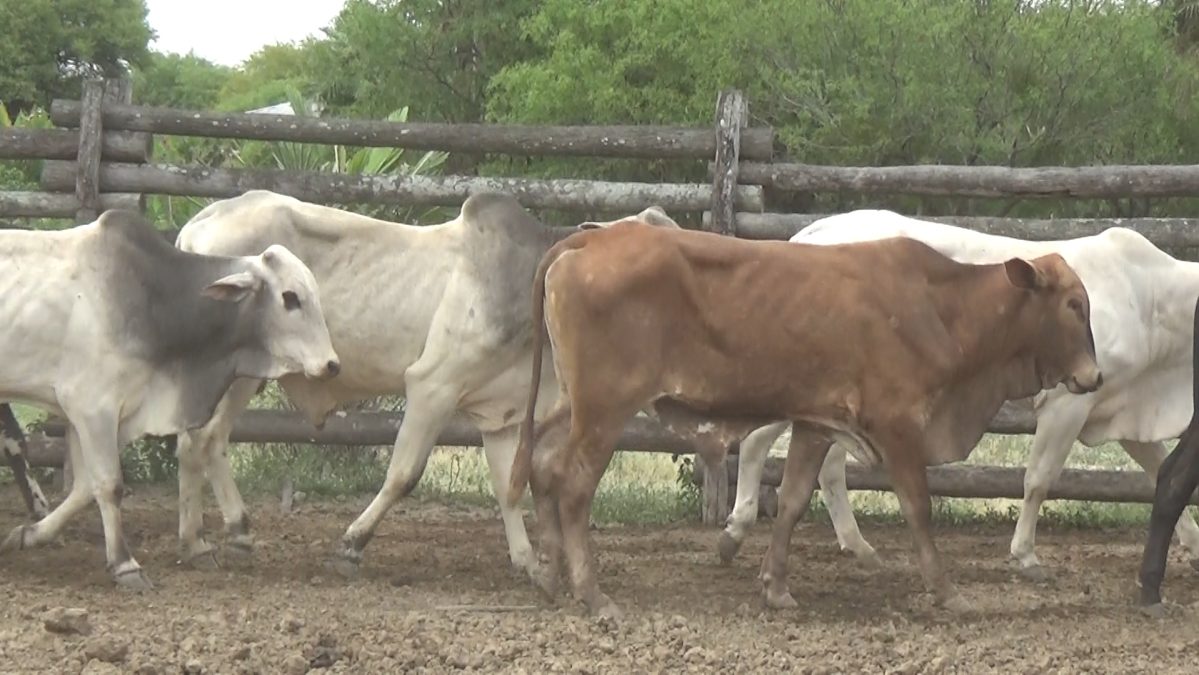 Feria de Invernada por Pantalla Televisada ─ lote 11.3