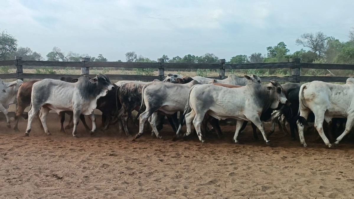 Feria Especial Regional Central Chaco ─ lote 12.1