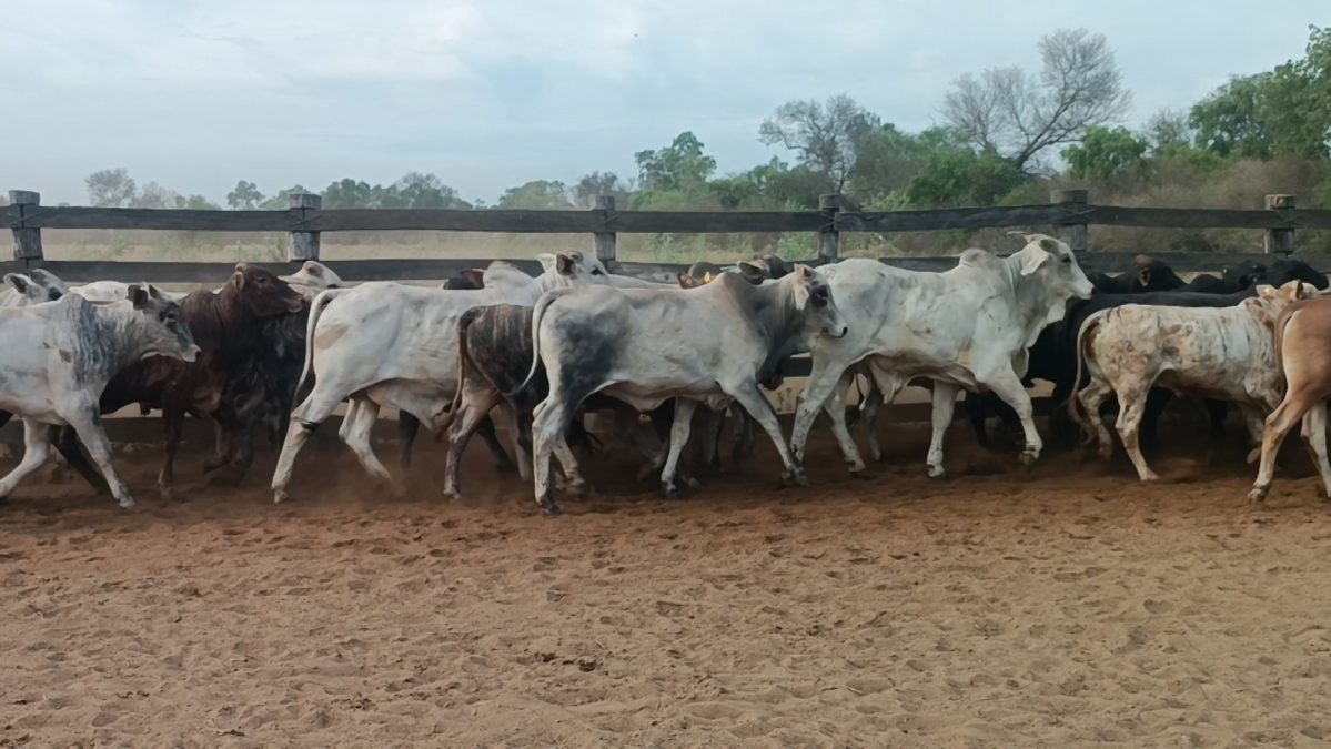 Feria Especial Regional Central Chaco ─ lote Lote 12 – N° insp. 5851