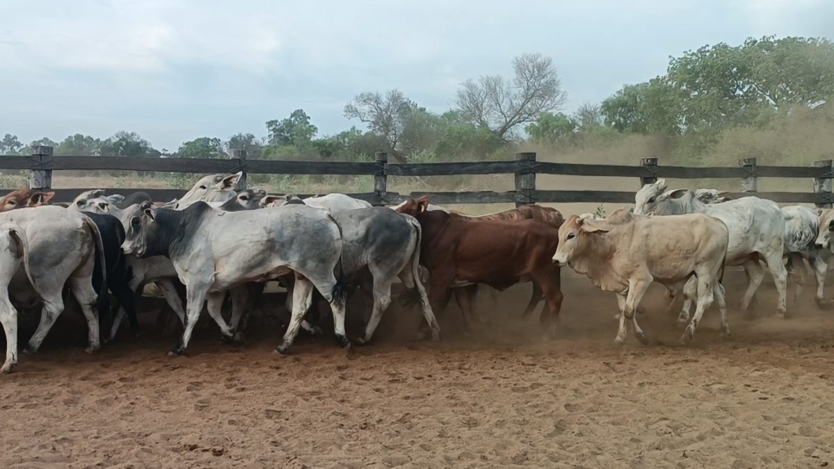 Feria Especial Regional Central Chaco ─ lote 12.3