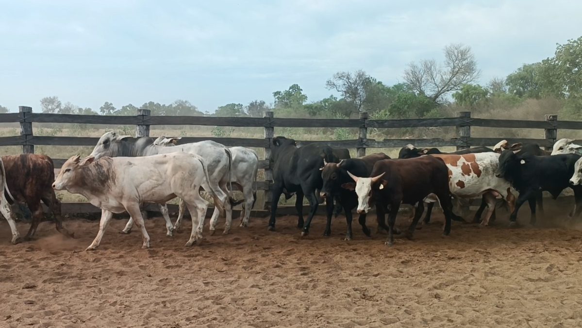 Feria Especial Regional Central Chaco ─ lote 13.1