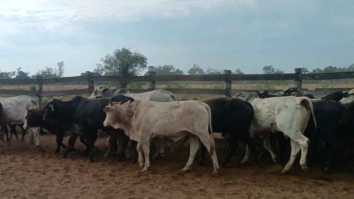 Feria Especial Regional Central Chaco ─ lote Lote 13 – N° insp. 5852