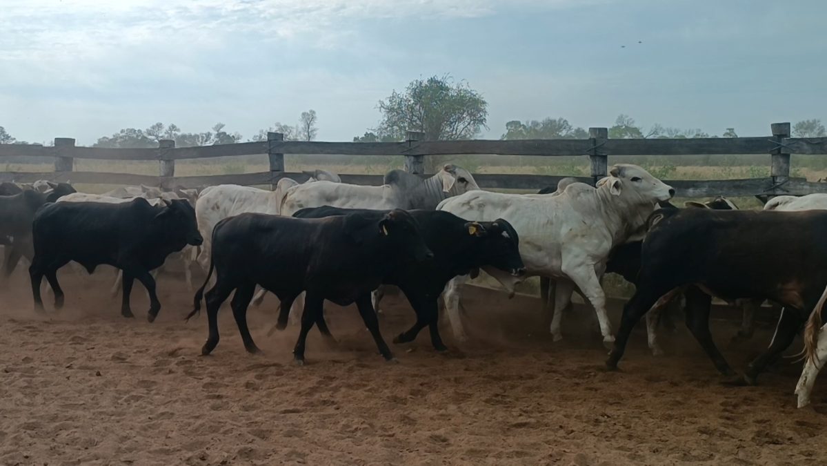 Feria Especial Regional Central Chaco ─ lote 13.3